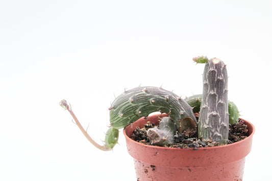 Senecio pendulus