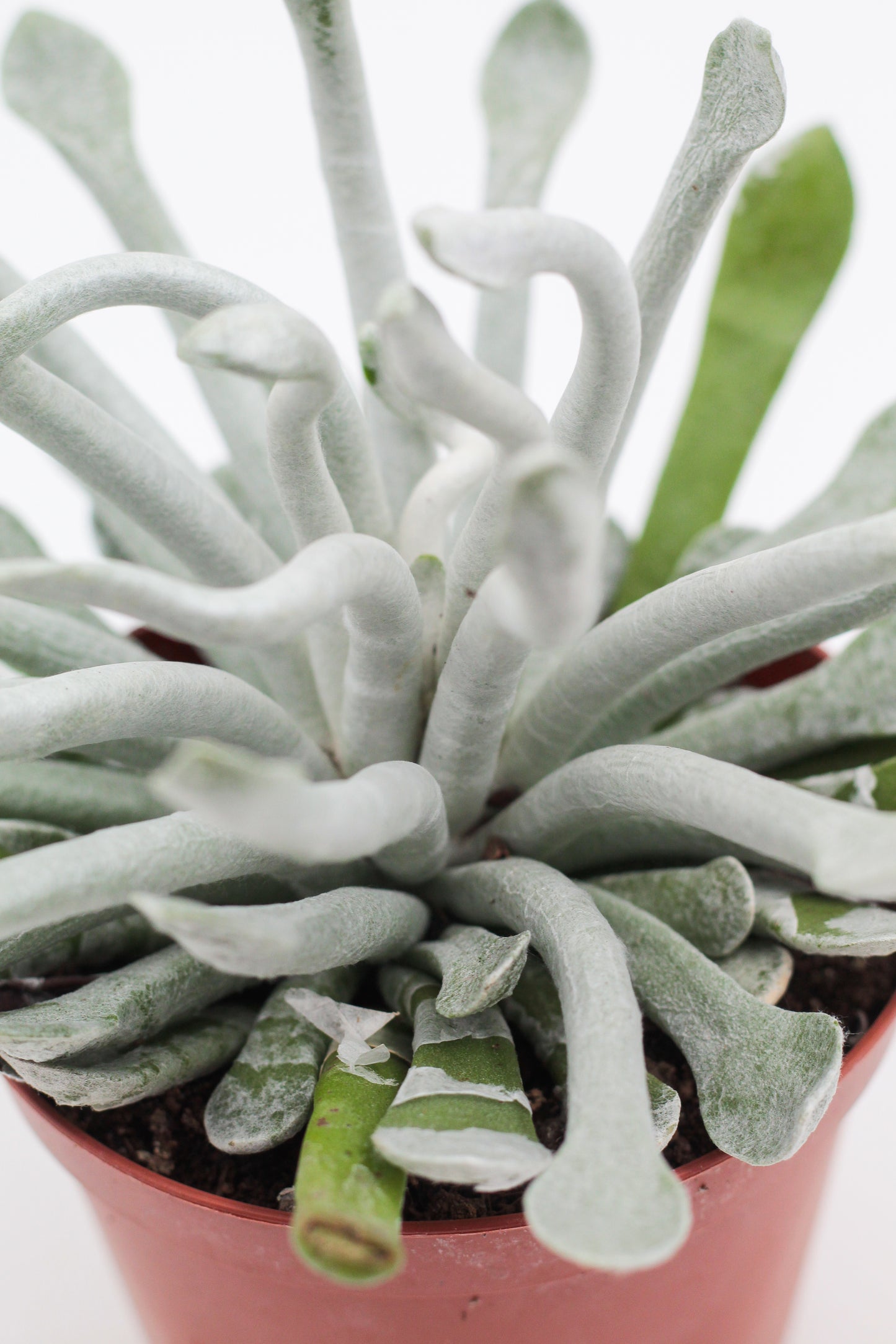 Senecio scaposus var. caulescens