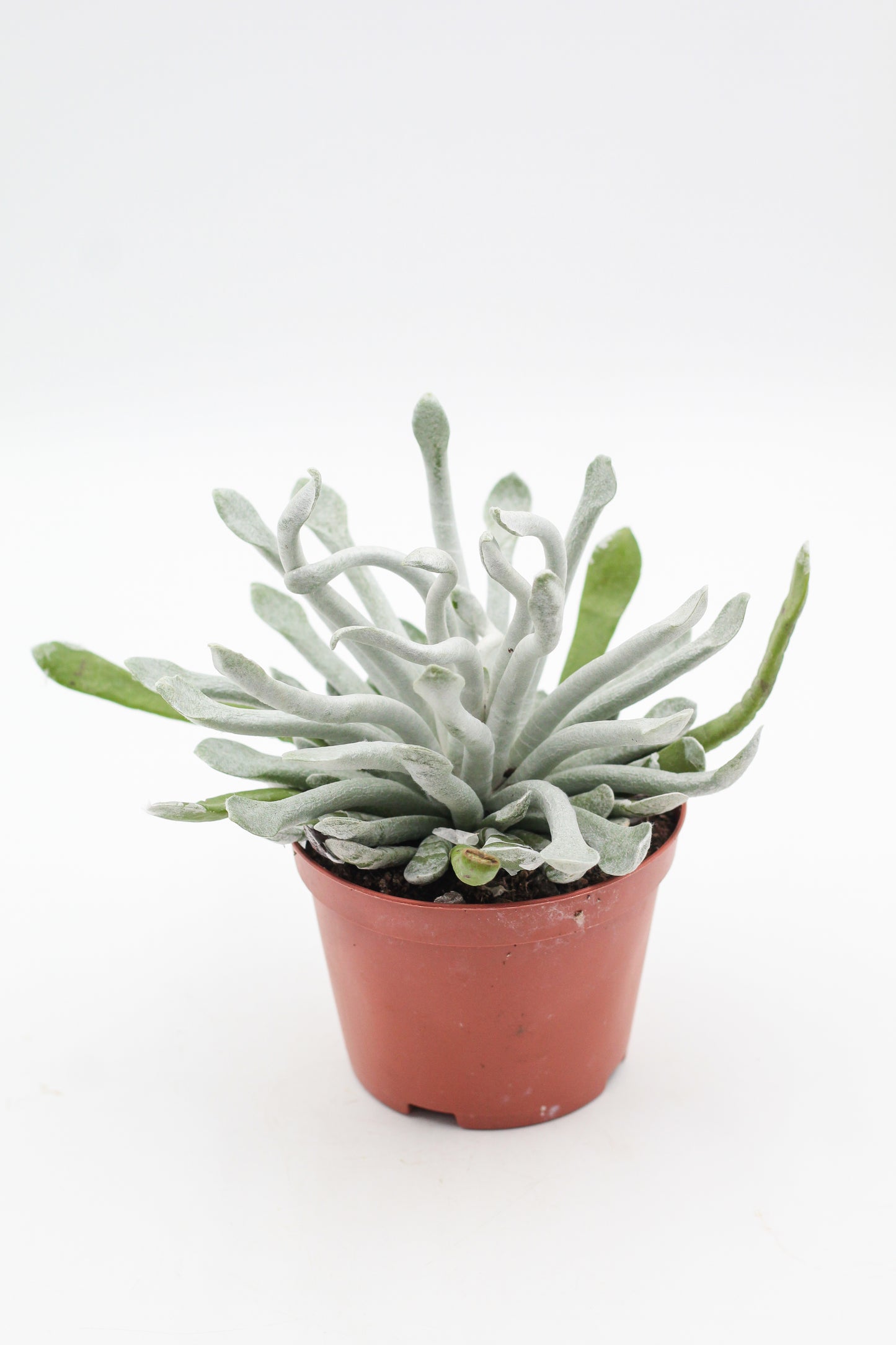 Senecio scaposus var. caulescens