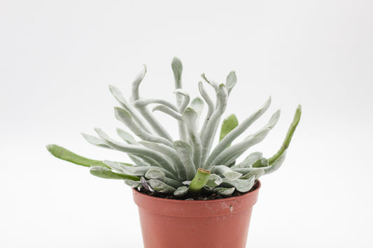 Senecio scaposus var. caulescens