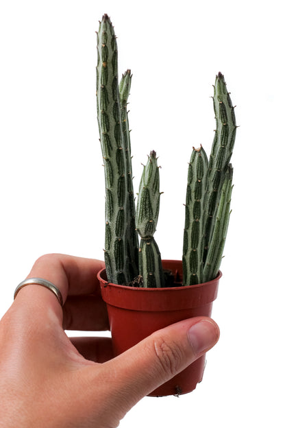 Senecio stapeliiformis