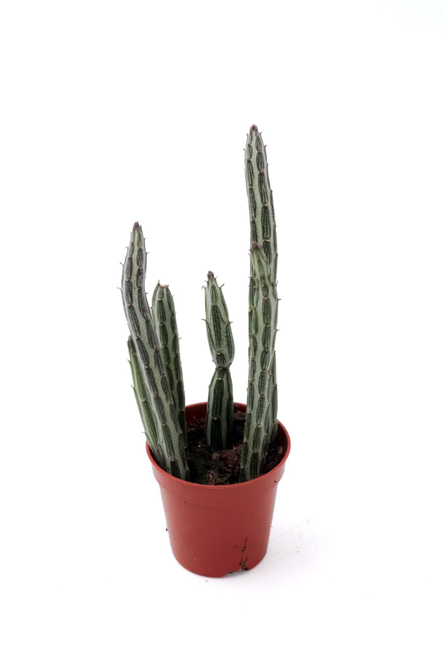 Senecio stapeliiformis