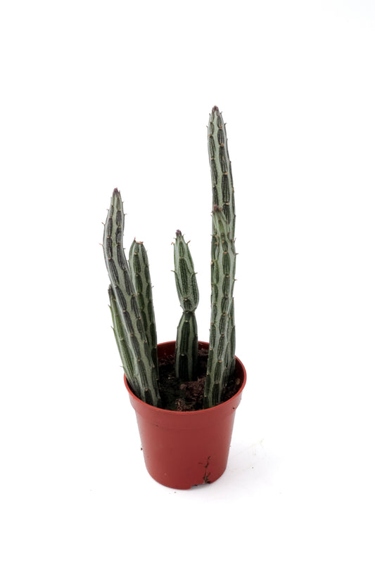 Senecio stapiiformis