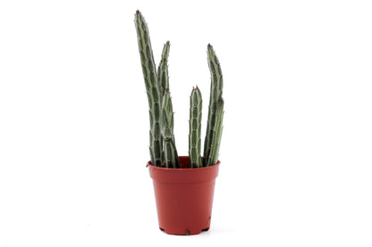 Senecio stapeliiformis