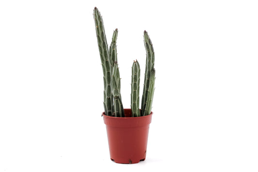 Senecio stapeliiformis