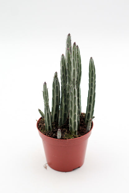 Senecio stapeliiformis