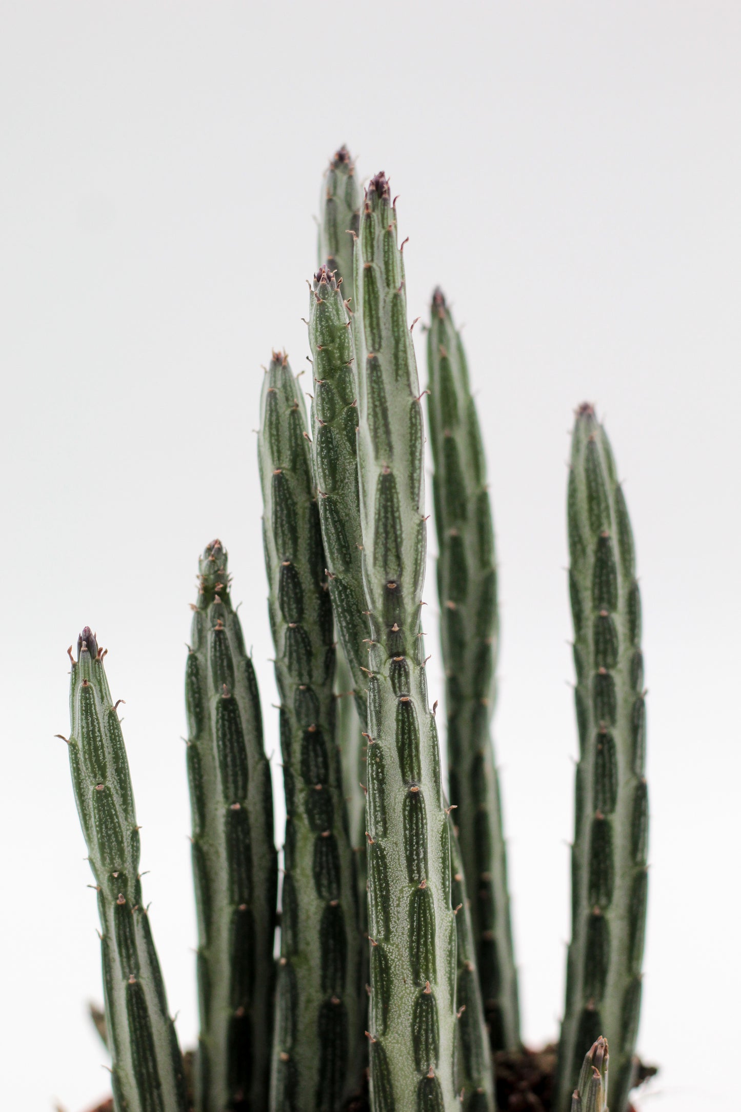 Senecio stapeliiformis