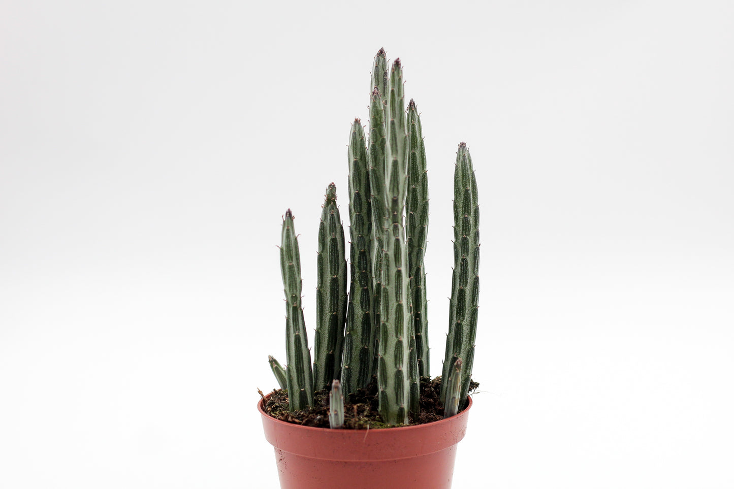 Senecio stapeliiformis