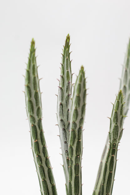 Senecio stapeliiformis