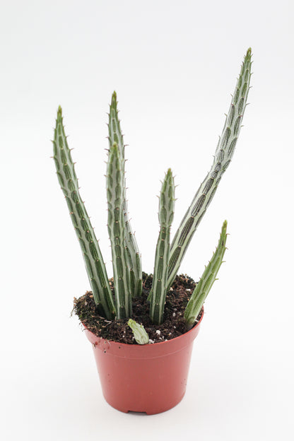 Senecio stapeliiformis