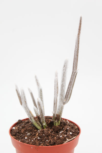 Seyrigia Multiflora