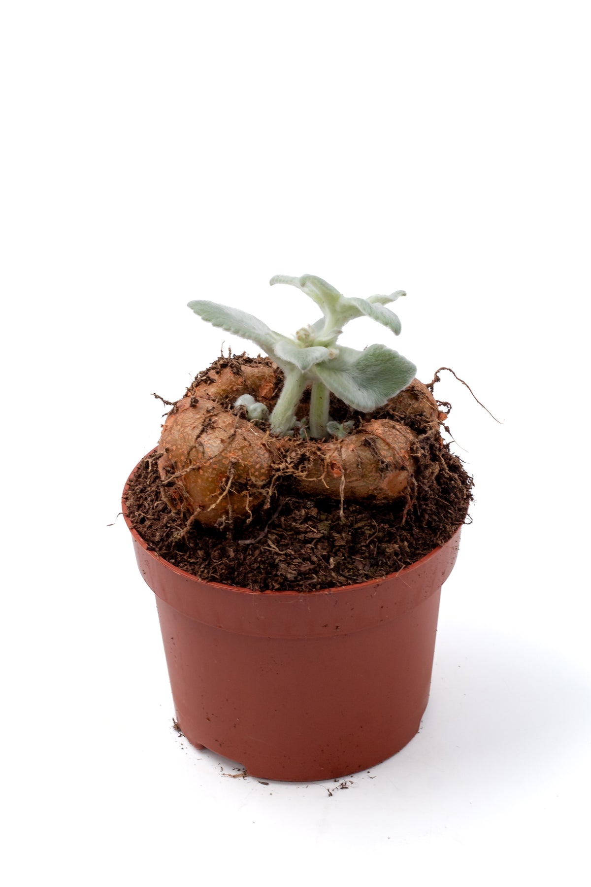 Sinningia leucotricha