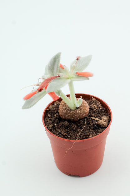 Sinningia leucotricha