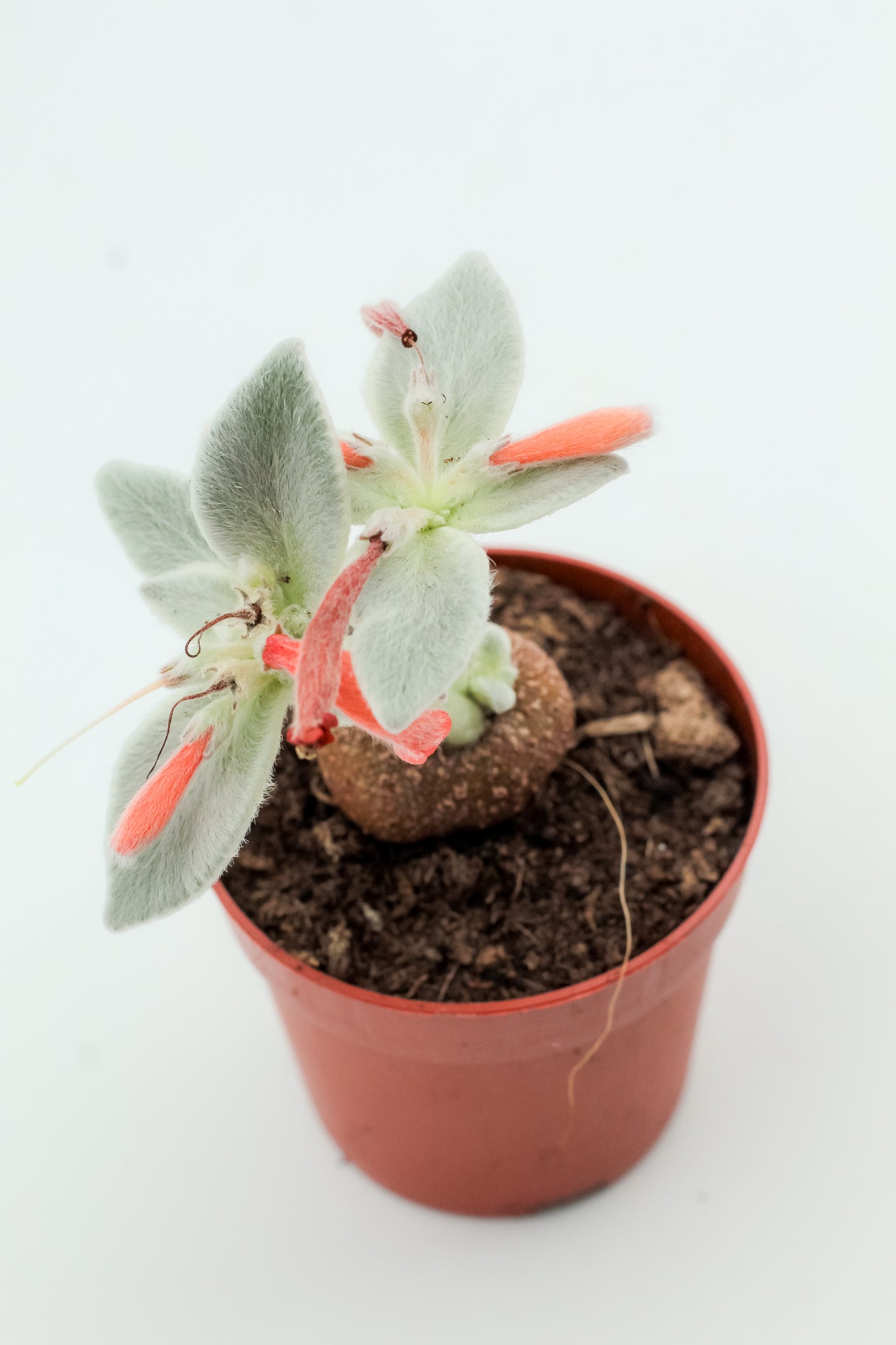 Sinningia leucotricha