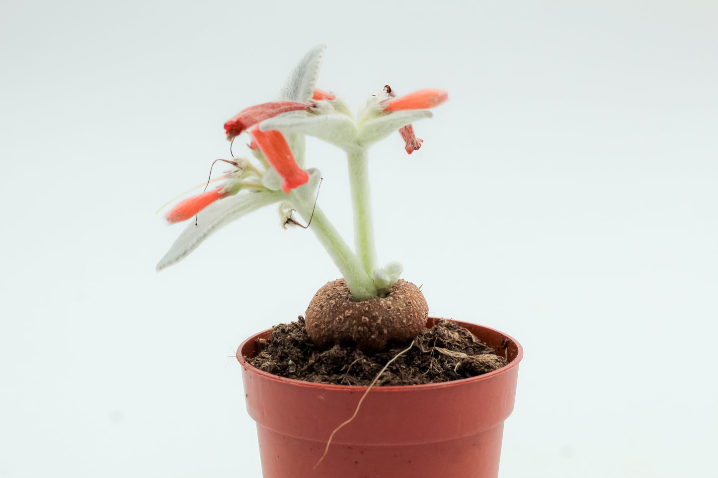 Sinningia leucotricha