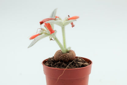 Sinningia leucotricha
