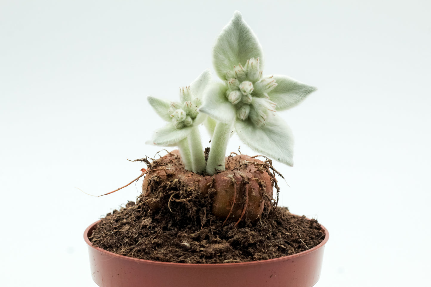 Sinningia leucotricha