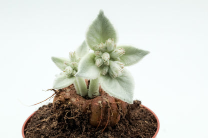 Sinningia leucotricha