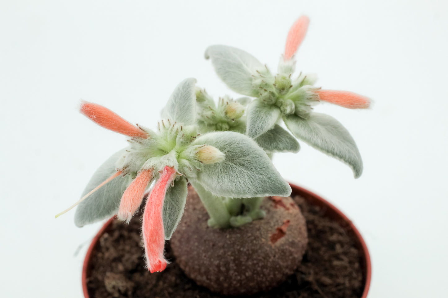 Sinningia leucotricha