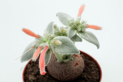 Sinningia leucotricha
