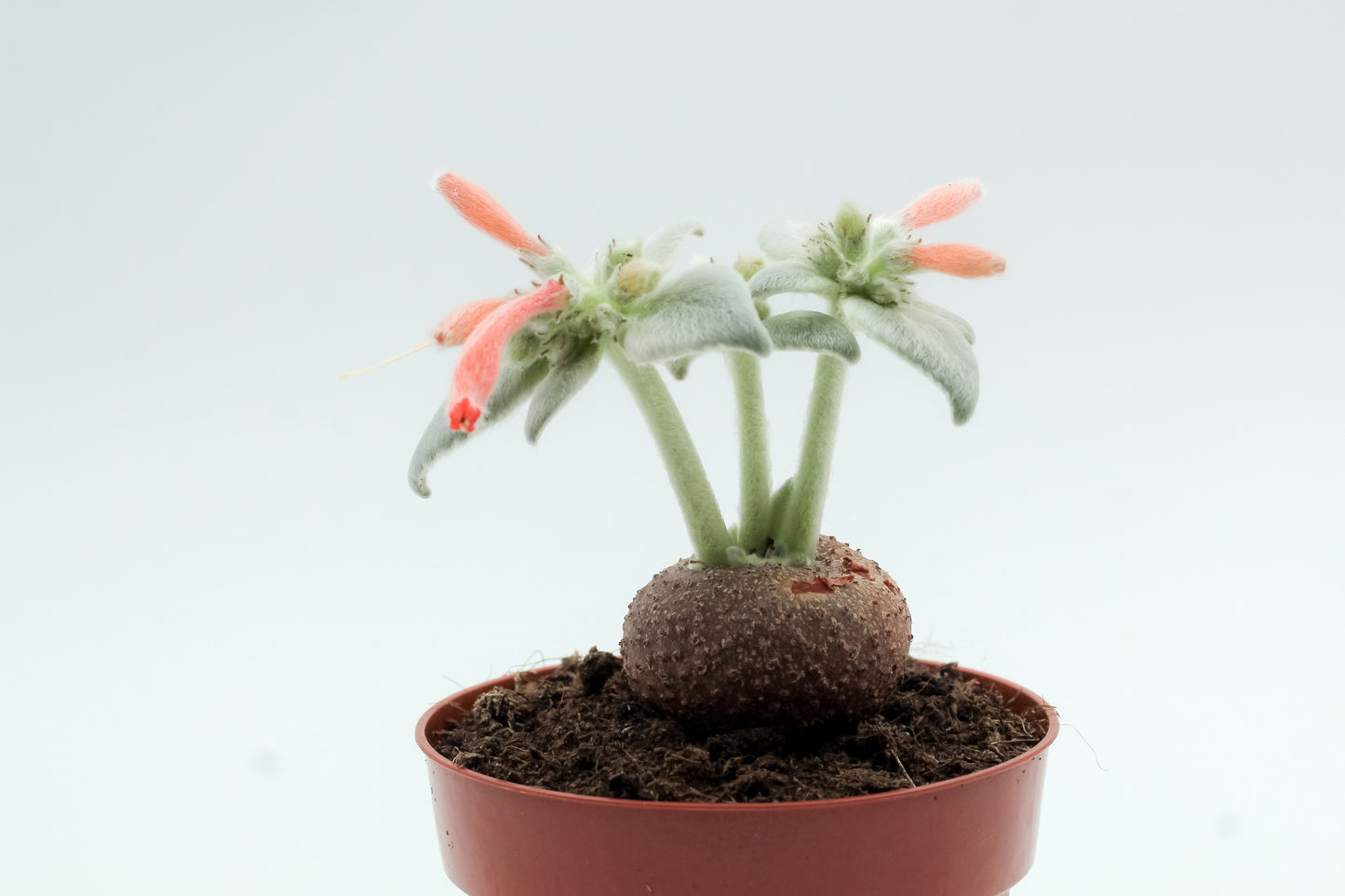 Sinningia leucotricha
