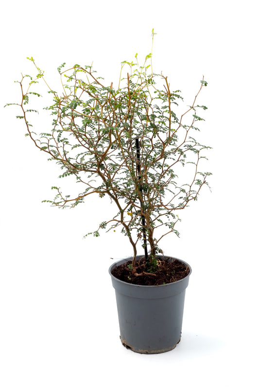 Sophora prostrata 'Little Baby'