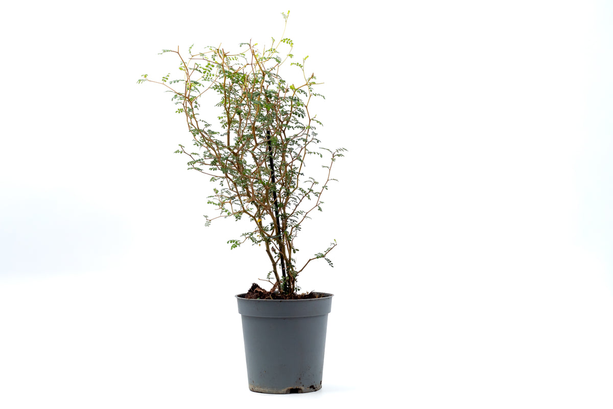 Sophora prostrata 'Little Baby'
