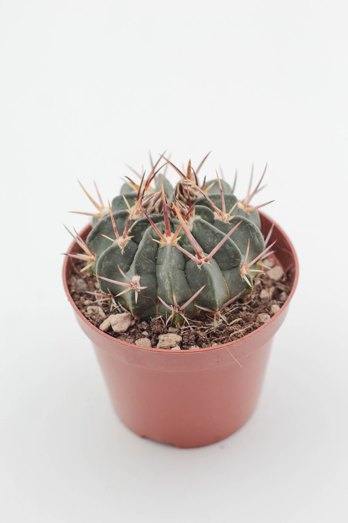 Stenocactus Coptonogonus