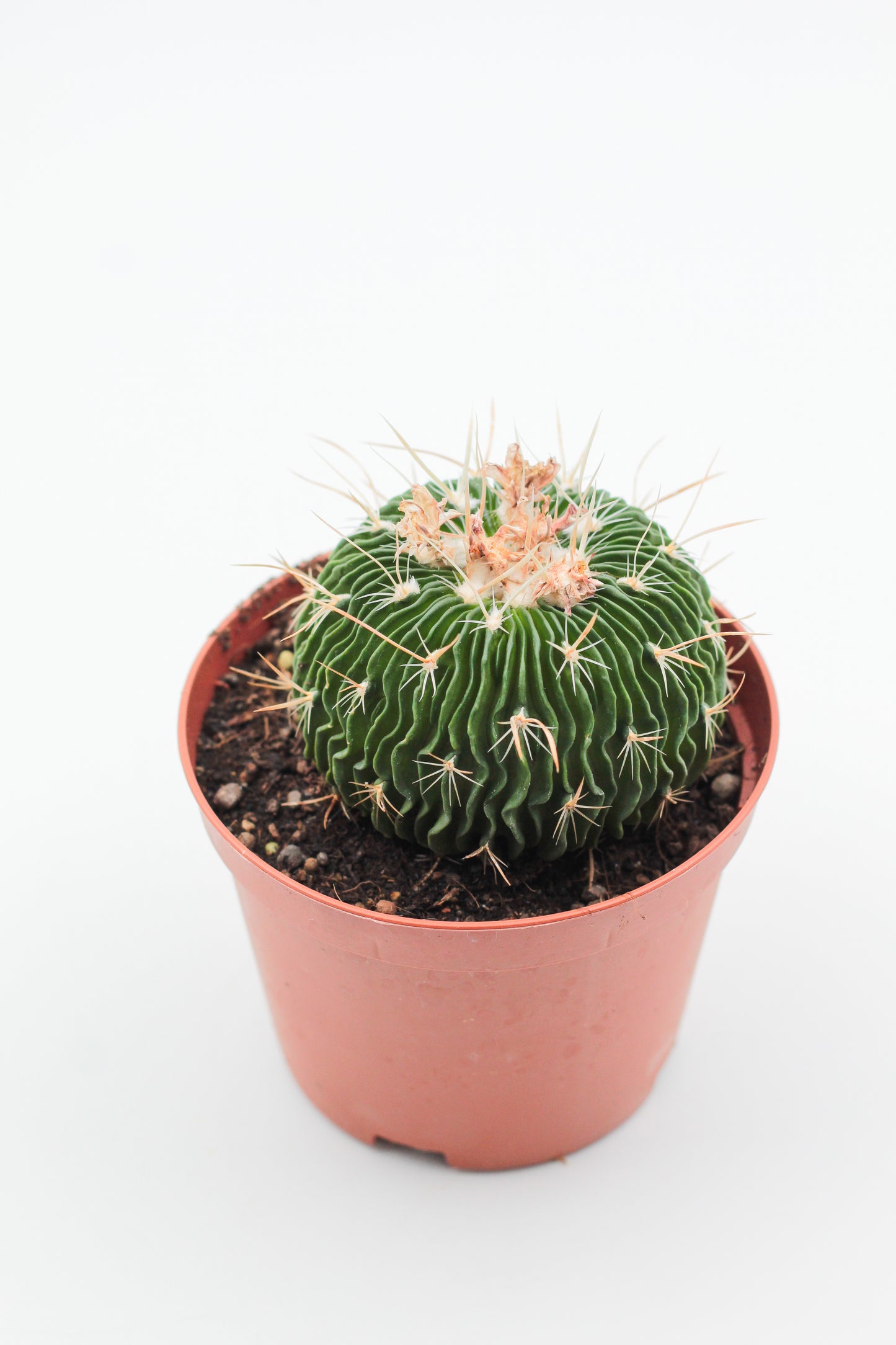 Stenocactus multicostatus brevispinus