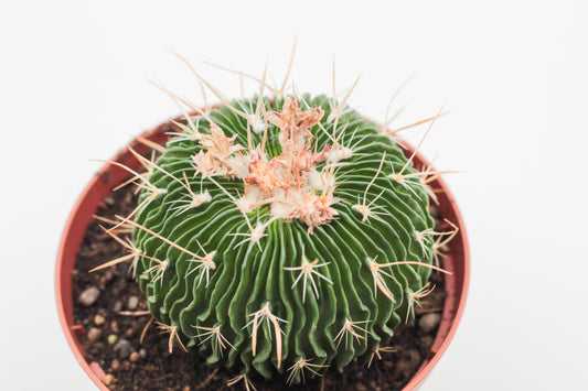 Stenocactus multicostatus brevispinus