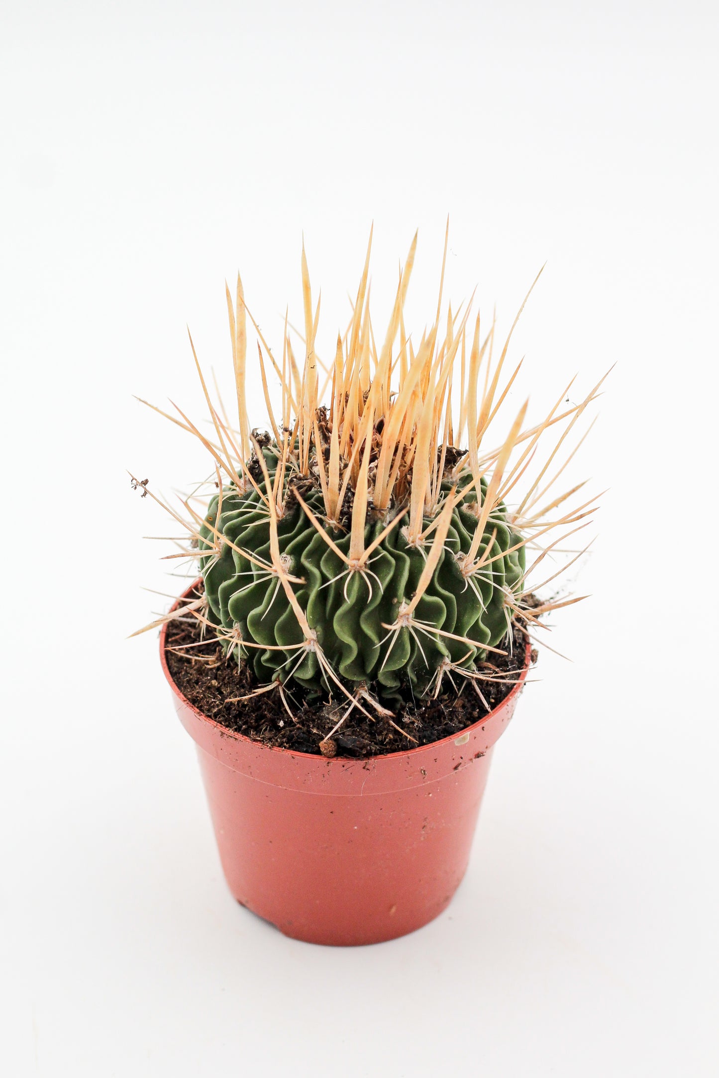 Stenocactus phyllacanthus