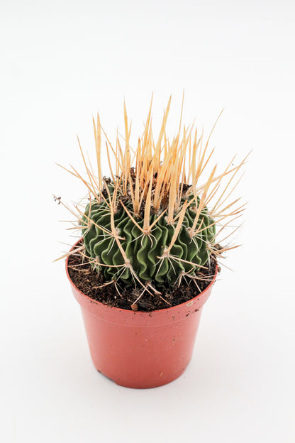 Stenocactus phyllacanthus