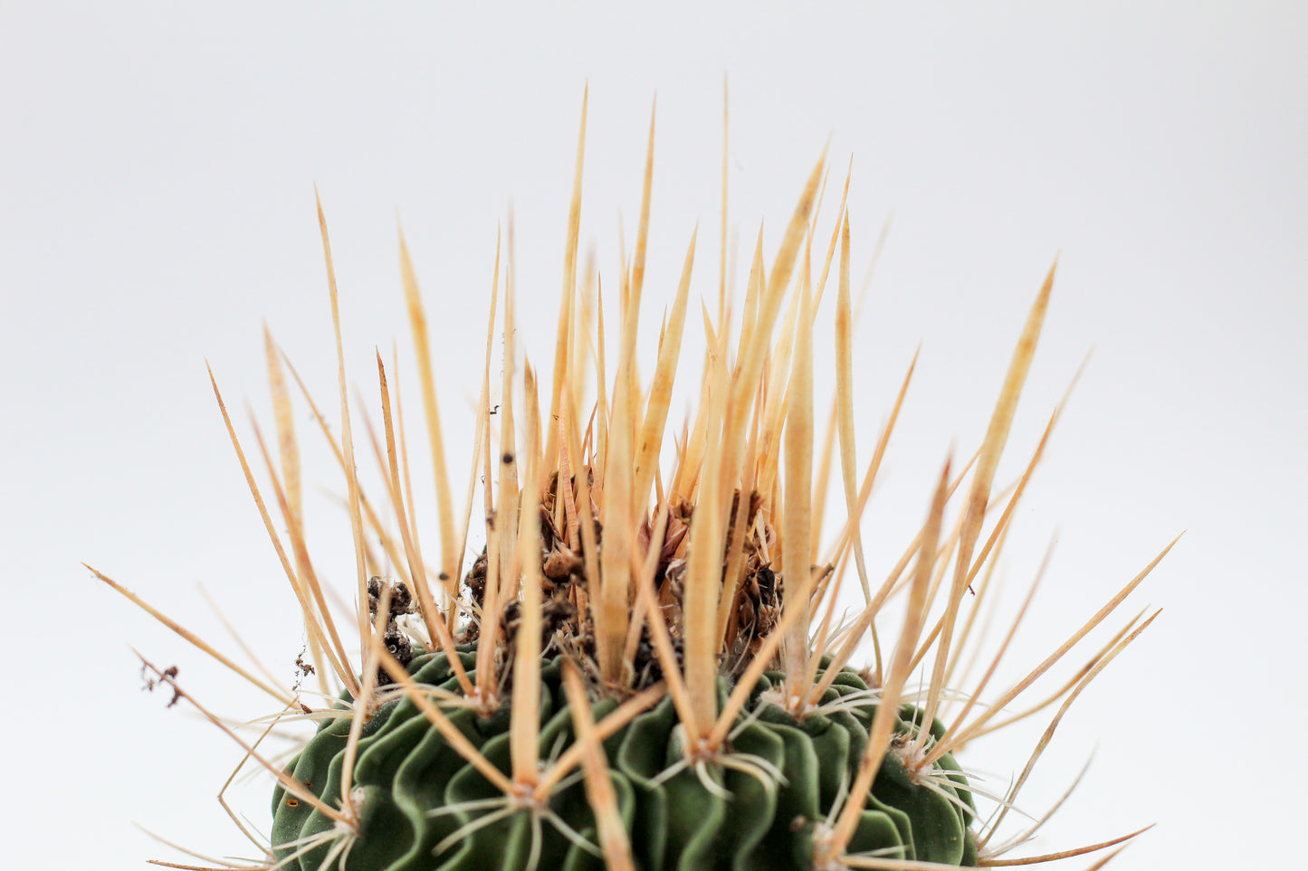 Stenocactus phyllacanthus
