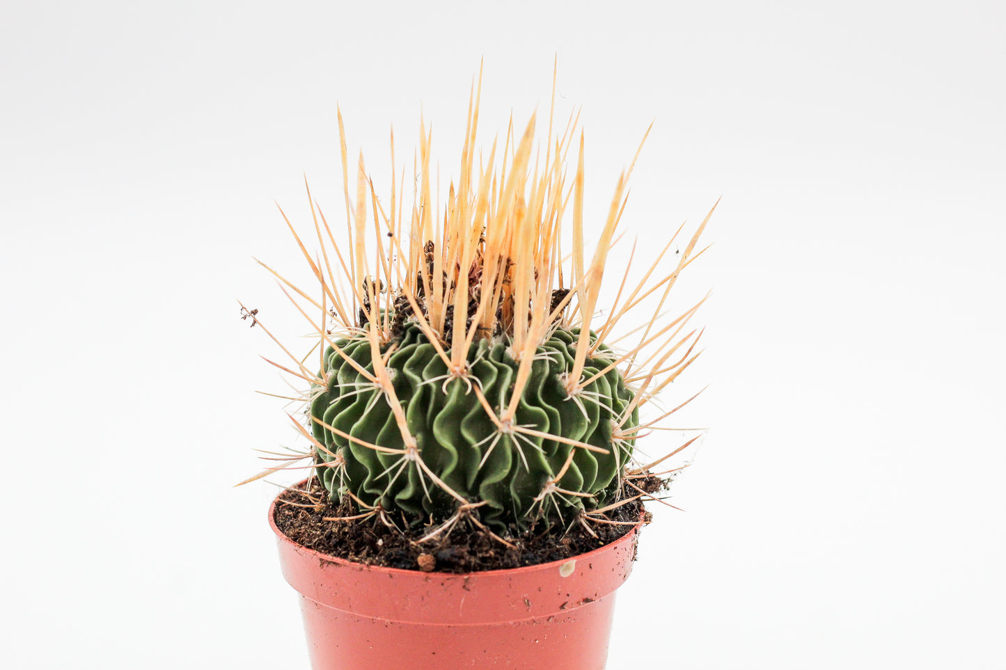 Stenocactus phyllacanthus