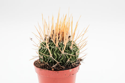 Stenocactus phyllacanthus