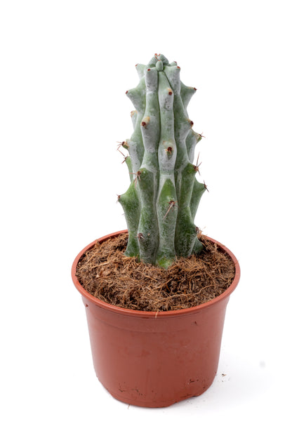 Stenocactus beneckei