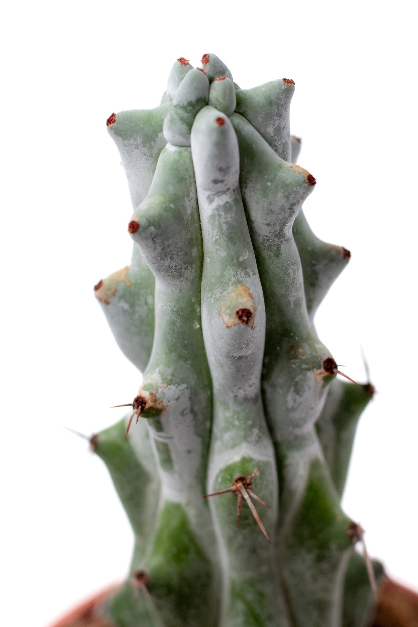 Stenocactus beneckei