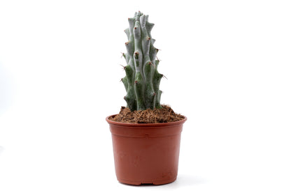 Stenocactus beneckei