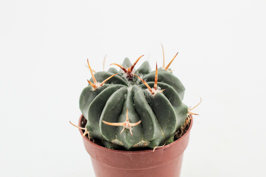 Stenocactus coptonogonus