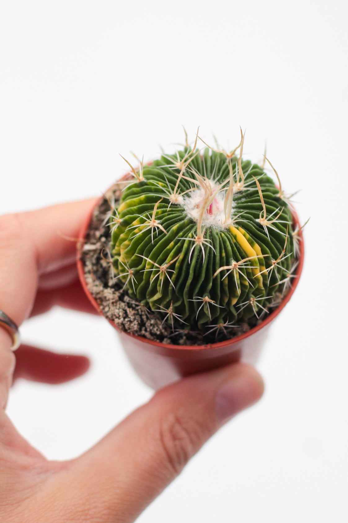 Stenocactus multicostatus brevispinus variegata