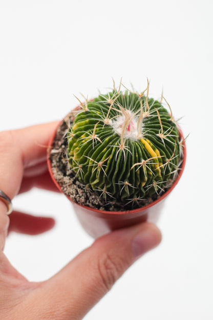 Stenocactus multicostatus brevispinus variegata