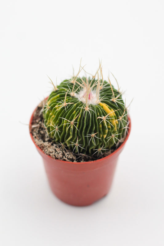 Stenocactus multicostatus brevispinus variegata