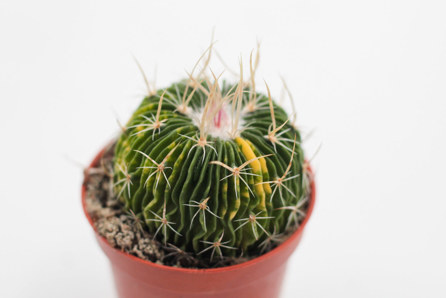Stenocactus multicostatus brevispinus variegata