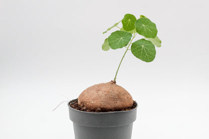 Stephania erecta caudexplant met ronde groene bladeren en knolvormige wortel
