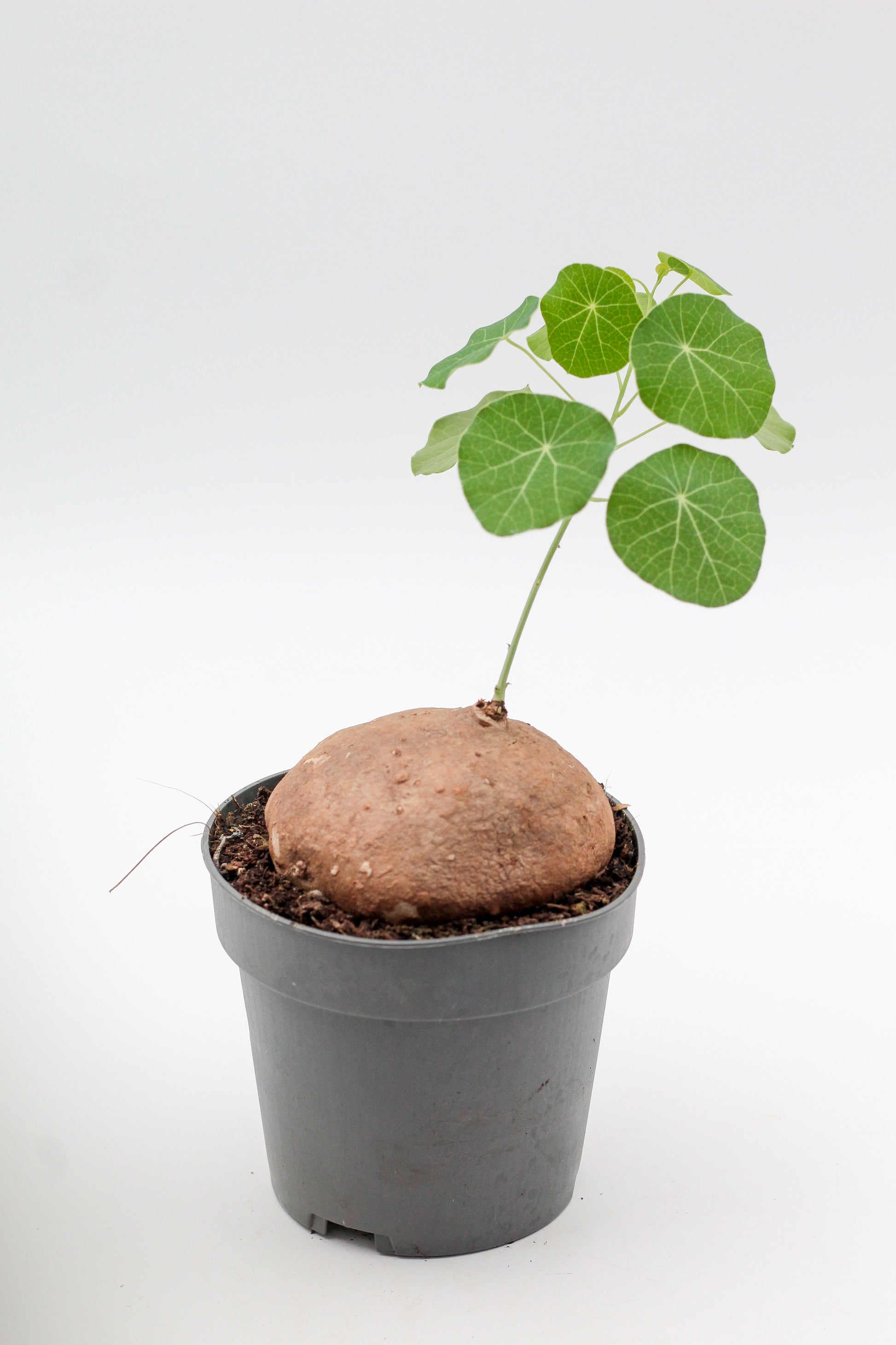 Stephania erecta caudexplant met ronde groene bladeren en knolvormige wortel