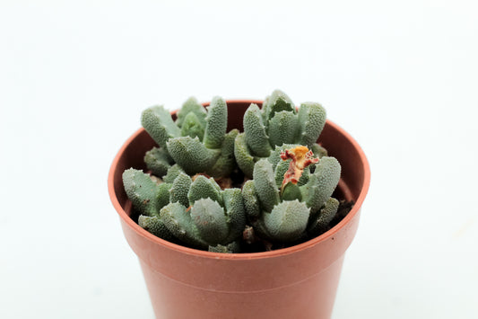 Groene kleinblijvende mesemb vetplant uit Zuid Afrika