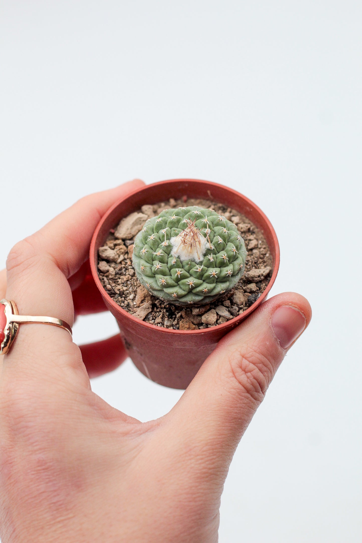 Strombocactus disciformis