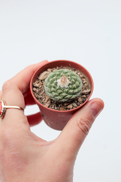 Strombocactus disciformis