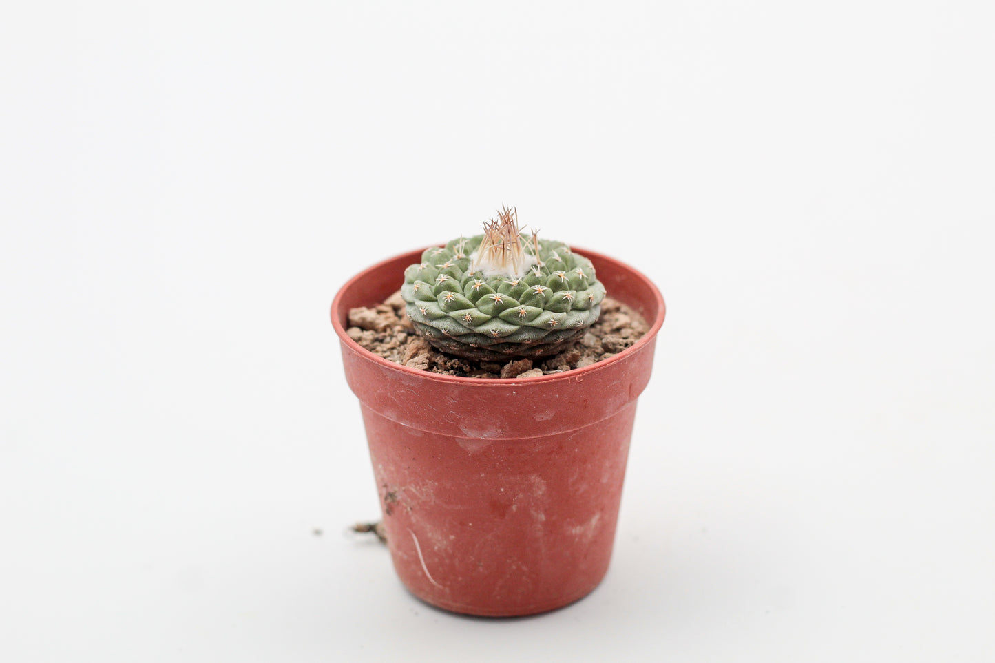 Strombocactus disciformis