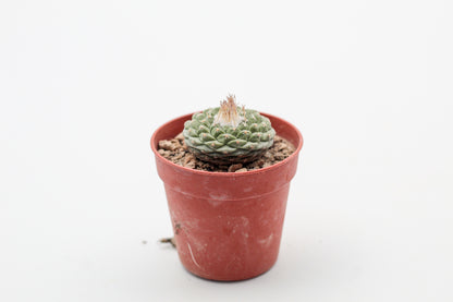 Strombocactus disciformis